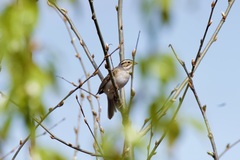 Spizella pallida