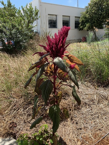 photo of Red Amaranth (Amaranthus cruentus)