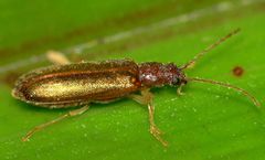 Pyrochroidae