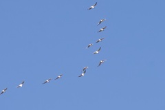 Leucophaeus pipixcan