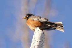 Turdus migratorius