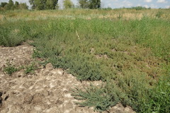 Suaeda prostrata