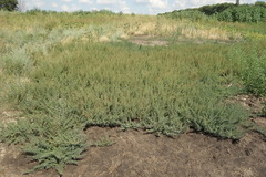 Suaeda prostrata