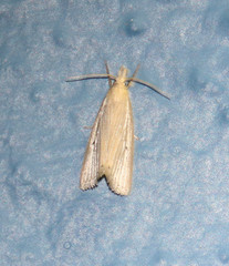 Schoenobiinae