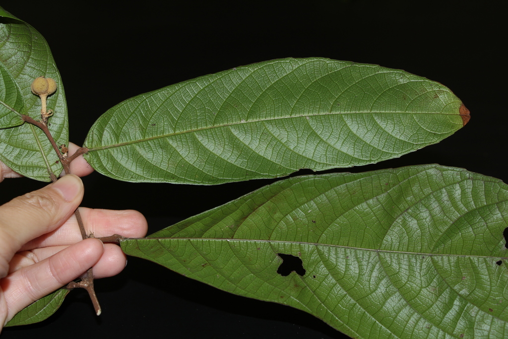 Koilodepas longifolium (Koilodepas longifolium)