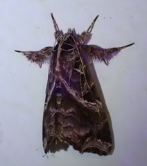 Callopistria floridensis