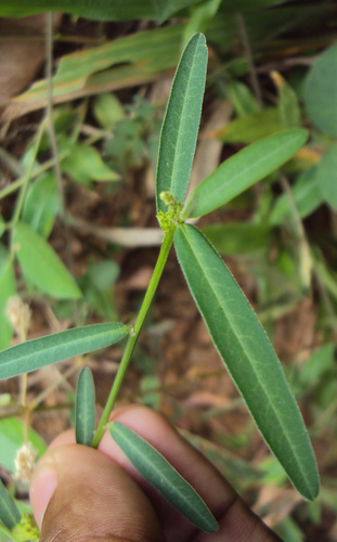 Genus Microstachys · iNaturalist