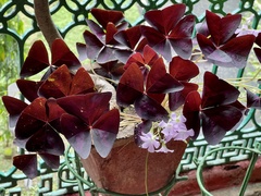 Oxalis triangularis