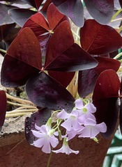Oxalis triangularis