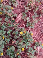 Chrysanthellum americanum