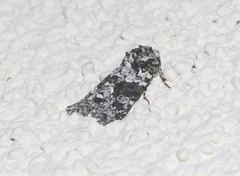 Lacinipolia strigicollis