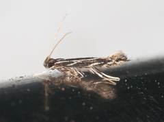Eralea albalineella