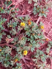 Chrysanthellum americanum