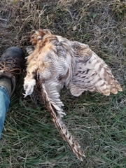 Bubo virginianus virginianus