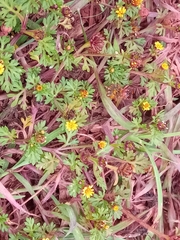 Chrysanthellum americanum