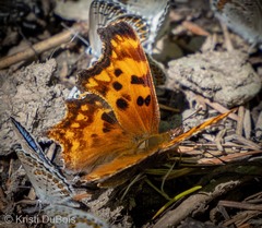 Polygonia oreas