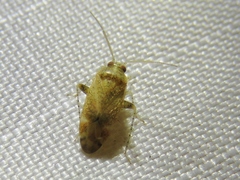 Hamatophylus guttulosus