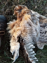 Bubo virginianus virginianus