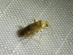 Hamatophylus guttulosus