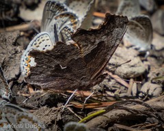 Polygonia oreas