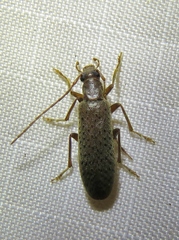 Sparedrus aspersus
