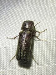 Amphicerus bicaudatus