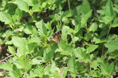 Phyciodes phaon