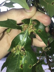 Callirhytis favosa