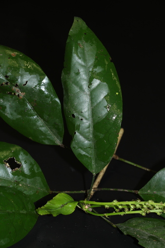 Croton oblongus