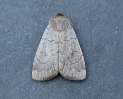 Protolampra rufipectus
