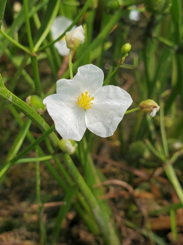Image of Sagittaria cristata by (c) Samuel A Schmid, PhD, PWS, some rights reserved (CC BY)