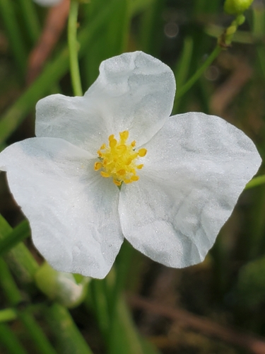Image of Sagittaria cristata by (c) Samuel A Schmid, PhD, PWS, some rights reserved (CC BY)