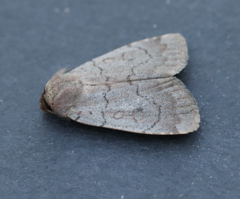 Protolampra rufipectus