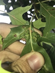 Callirhytis favosa