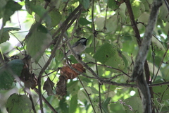 Poecile carolinensis