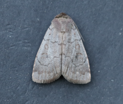Protolampra rufipectus