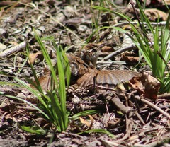 Thryothorus ludovicianus
