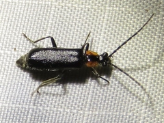Rhagonycha lineola
