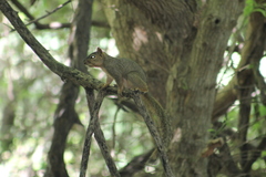 Sciurus niger