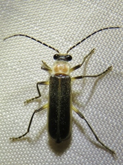 Podabrus quadratus