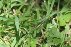 Argia apicalis