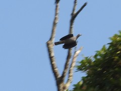 Ducula cuprea