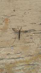 Nephrotoma dorsalis
