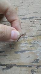 Nephrotoma dorsalis