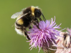 Bombus cryptarum