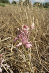 Allium praescissum