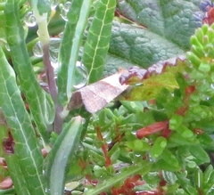 Philedone gerningana