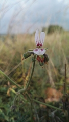 Pelargonium dolomiticum