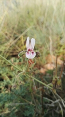 Pelargonium dolomiticum
