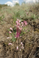 Allium praescissum